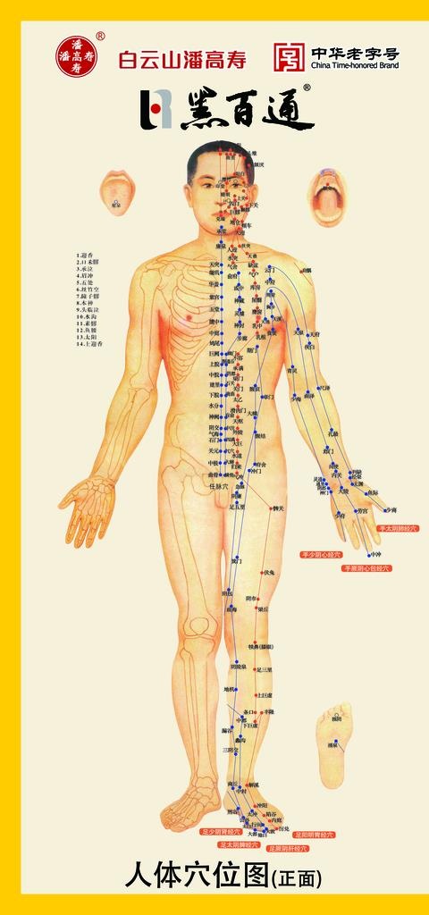 黑百通人体穴位图图片(2362x4724)psd模版下载