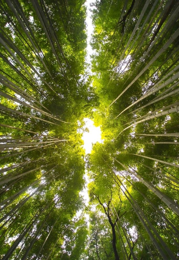 竹子图片