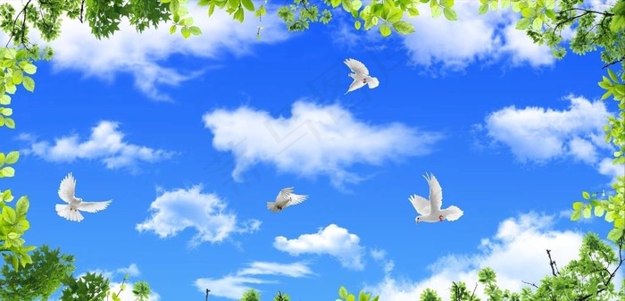 蓝天白云鸽子绿叶图片