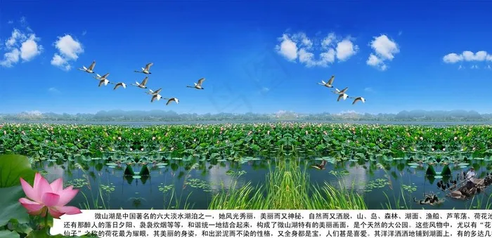 微山湖图片psd模版下载