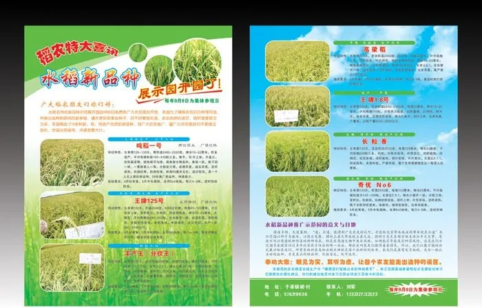 水稻彩页图片(2551x3437)psd模版下载