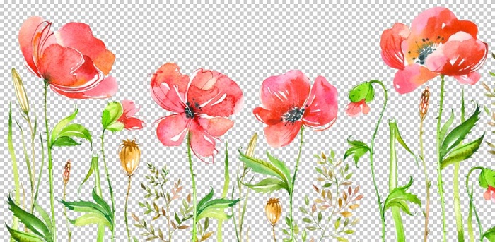 水彩 手绘 花卉 花朵 植物图片