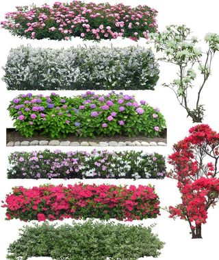 花丛后期植物绿化图片