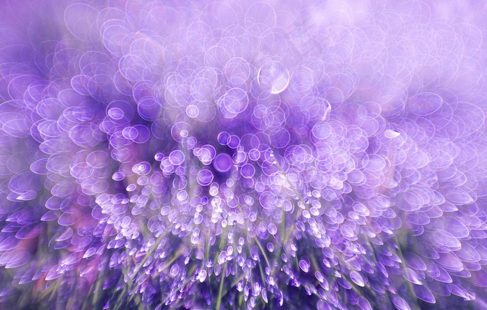 梦幻光斑鲜花背景图片