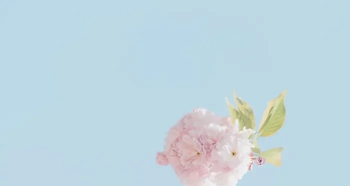 鲜花壁纸图片