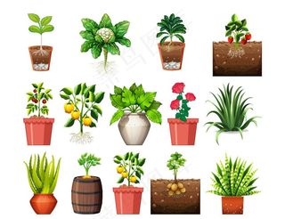 盆栽 植物 摆件图片