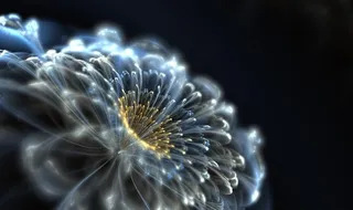 绽放的花朵图片