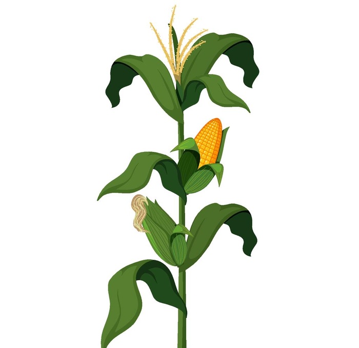 手绘玉米图片