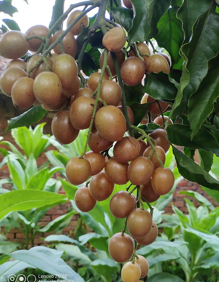 黄皮果图片