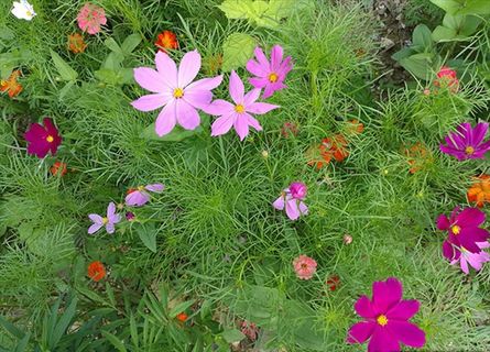 绿色 养眼 野菊图片