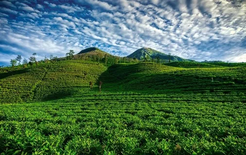 茶山墙纸 茶山素材 茶山壁纸图片