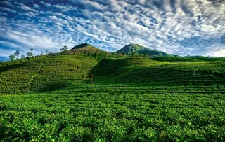 茶山墙纸 茶山素材 茶山壁纸图片