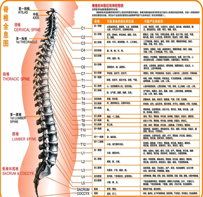 脊椎全息图图片