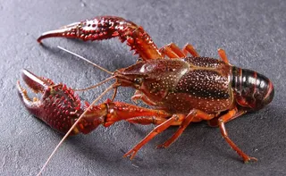 龙虾图片