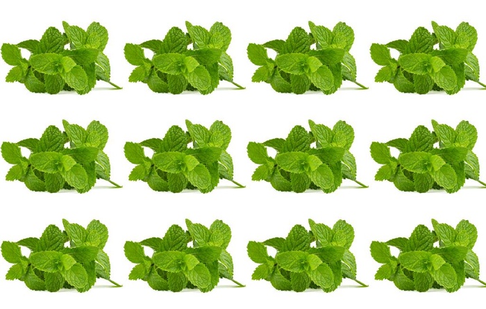 植物薄荷图片