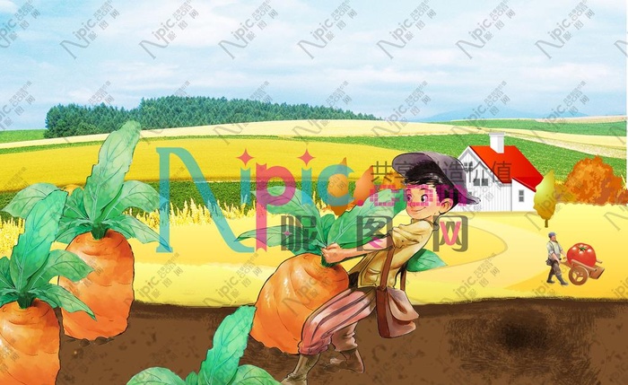 收获胡萝卜图图片