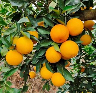赣南脐橙图片