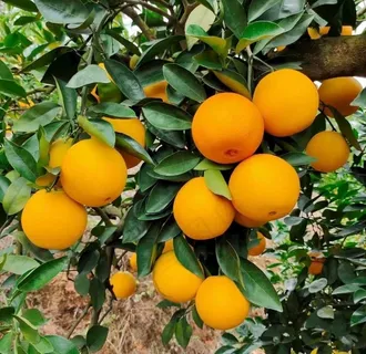 赣南脐橙图片 赣南脐橙图片