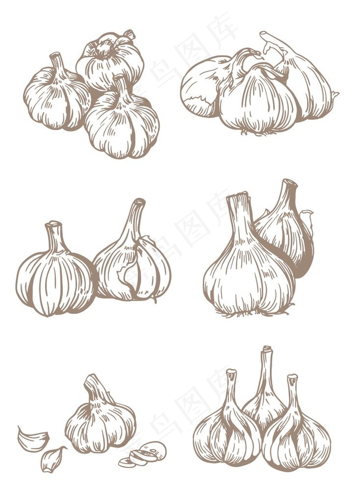 手绘线描调味品大蒜图片