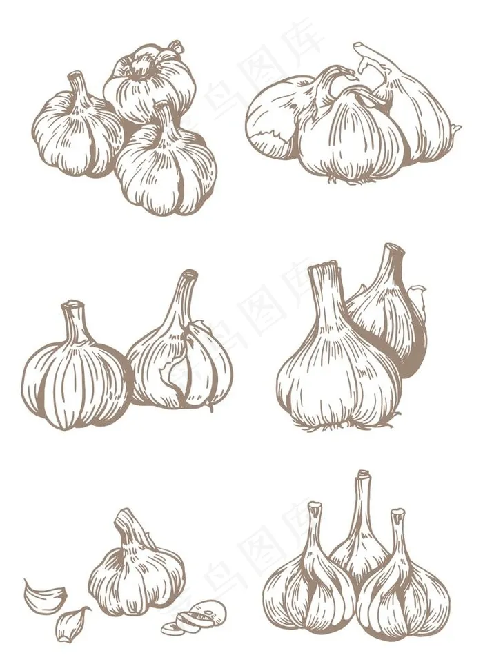 手绘线描调味品大蒜图片ai矢量模版下载