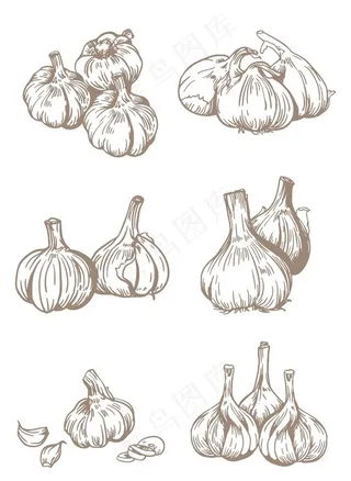 手绘线描调味品大蒜图片