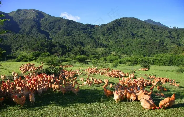 鸡图片
