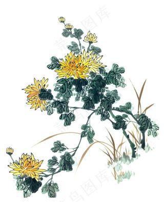 国画 菊花图片