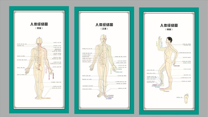 人体经络图图片cdr矢量模版下载