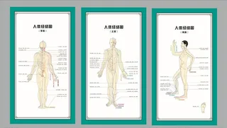 人体经络图图片