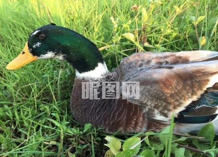 青头鸭图片 青头鸭图片