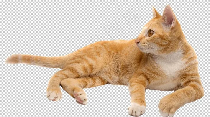 猫图片