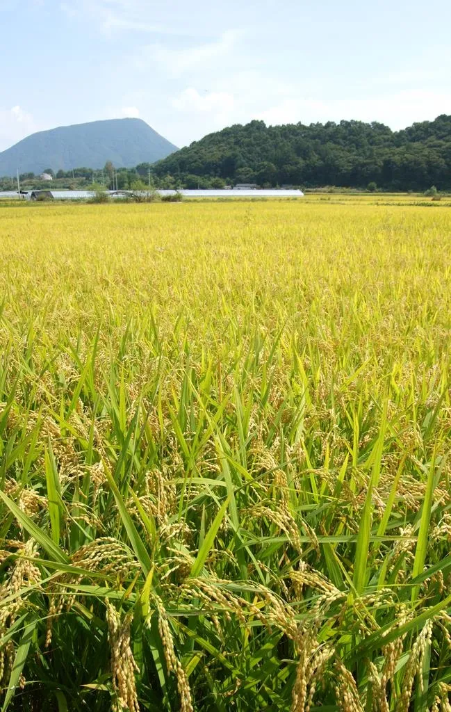 稻田麦田图片