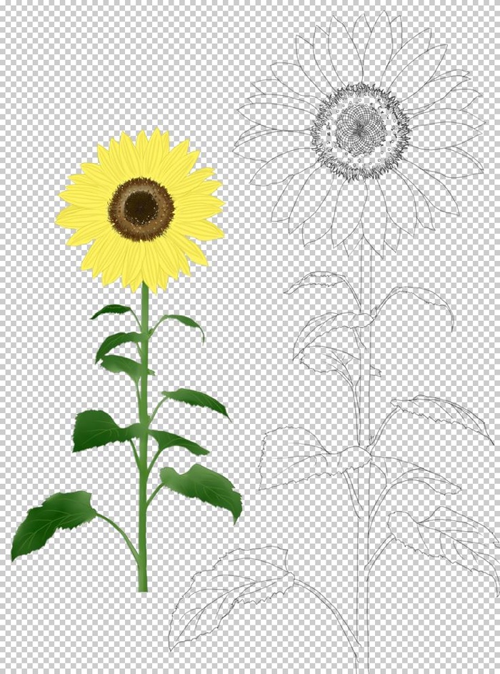 向日葵素描图片