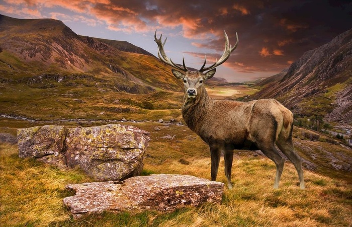 梅花鹿            图片