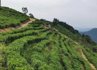 金刚台茶山图片
