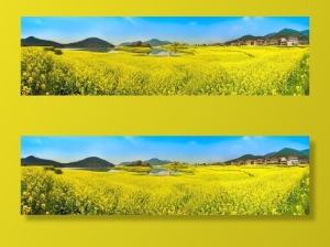 油菜花图片