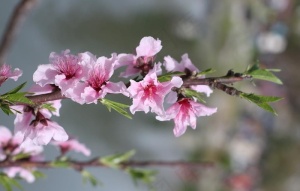 桃花图片