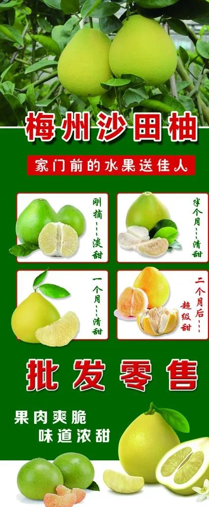 梅州沙田柚展架海报图片