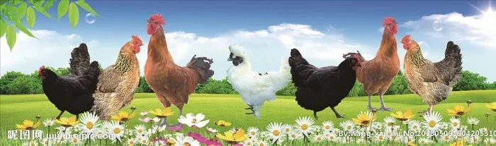 鸡图片(5512x1575)psd模版下载