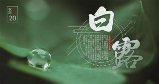 白露图片