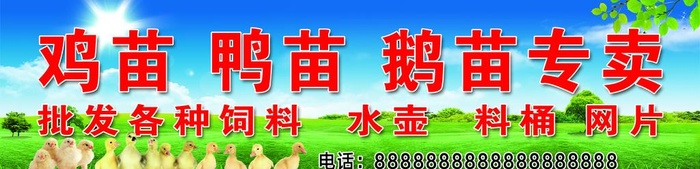 鸡苗鸭苗图片(10394x2835)psd模版下载