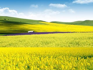 油菜花旅游图片