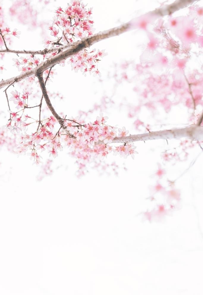 春季桃花盛开图片