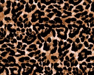豹纹图片