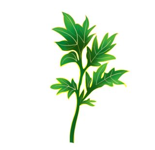 手绘艾草 中国风艾草 艾叶图片