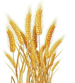 稻米  水稻  禾苗 小麦 麦图片