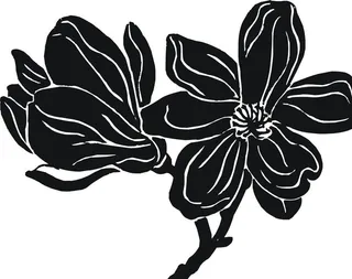 玉兰花 矢量图 黑白稿图片