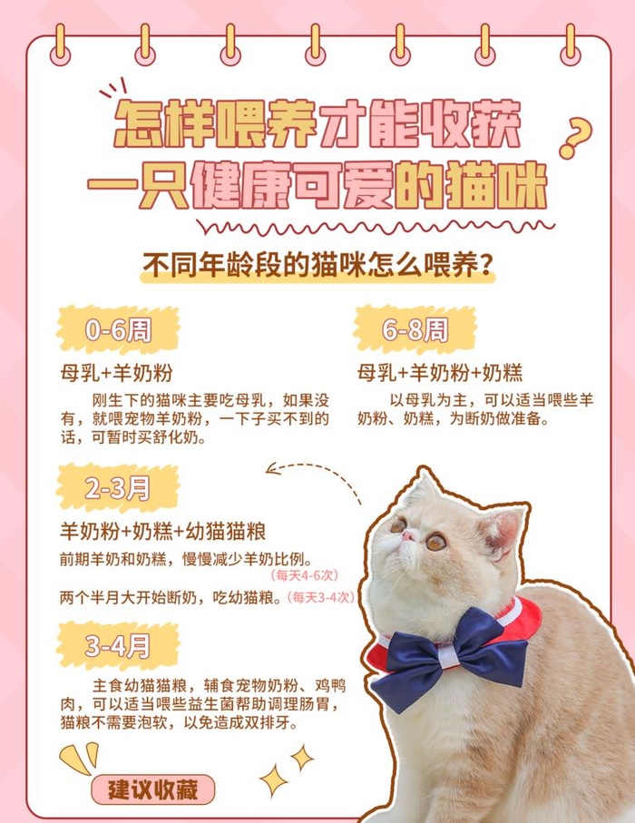 萌宠趣味图片(1242x1660)psd模版下载