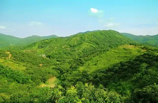 绿色大山荔枝山图片