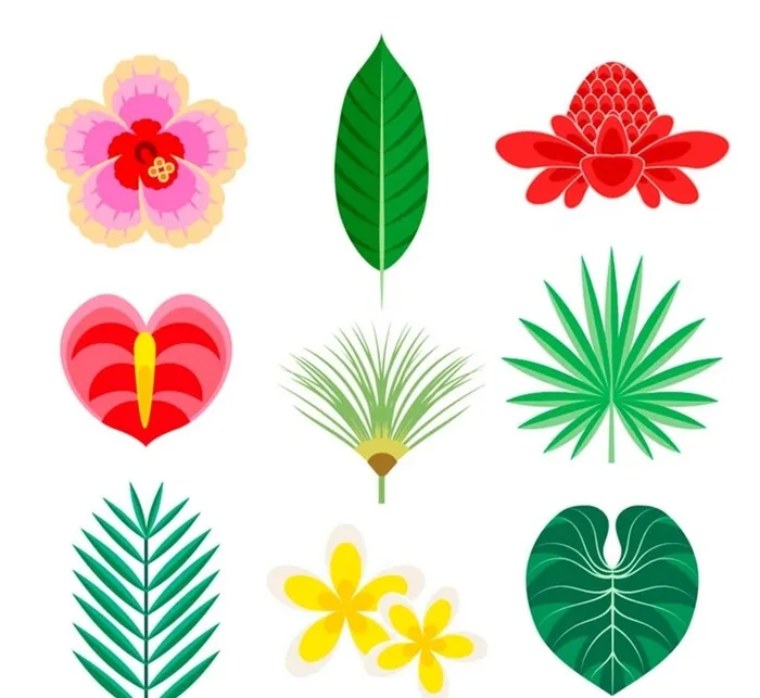 热带花卉和叶子图片